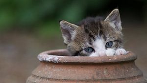 Kitten in aardewerken pot