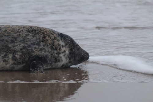 Seal on Texel