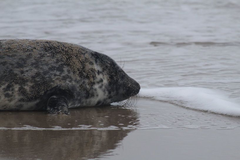 Seal on Texel by Mathilde Witteveen