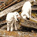 Two Angora Goat Kids Playing by Dorothy Berry-Lound thumbnail