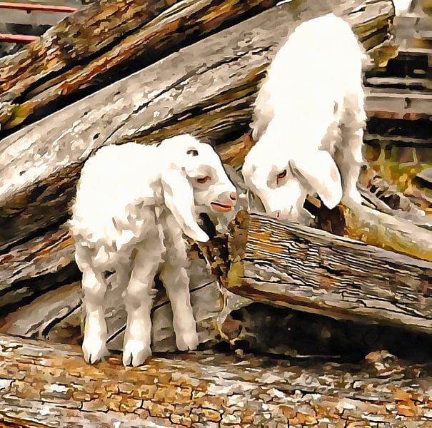 Two Angora Goat Kids Playing by Dorothy Berry-Lound