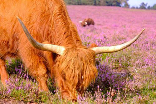 Schotse Hooglanders in een bloeiend heideveld tijdens de zomer
