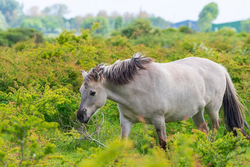 Konik horse in nature reserve Lentevreugd by Merijn Loch