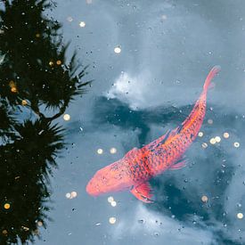 Koi-Karpfen von HelloHappylife