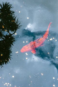Koi Carp by HelloHappylife