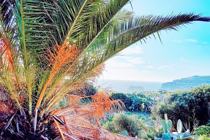 Summer palm by FRESH Fine Art