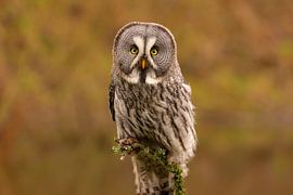 La chouette de Laponie, Strix nebulosa.