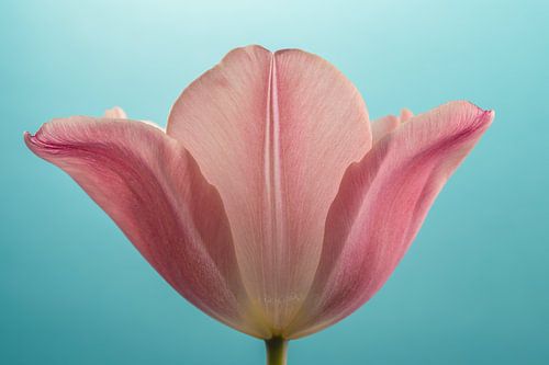 De tulp slaat zijn blaadjes open: Het is lente