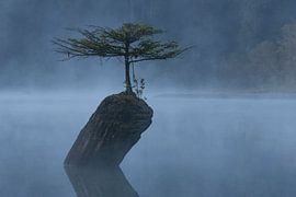 Fairy tree van Jacco van Son