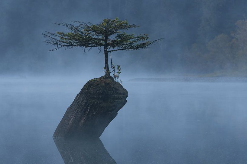 Arbre à fées par Jacco van Son