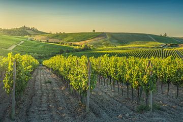 Wijngaarden bij zonsondergang in Castellina in Chianti, Toscane van Stefano Orazzini