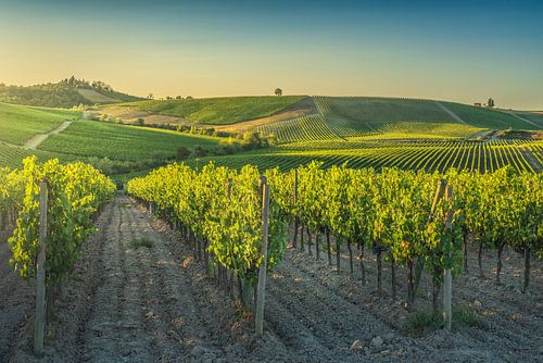 Wijngaarden bij zonsondergang in Castellina in Chianti, Toscane