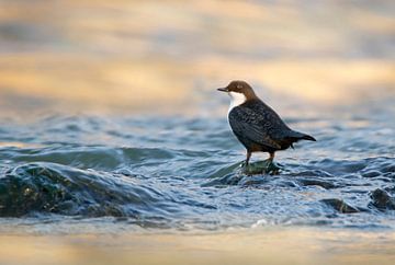 waterspreeuw in natuurlijk biotoop van Gejo Wassink