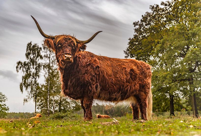 Der schottische Highlander von Dorst (Teil 3) von Slashley Photography