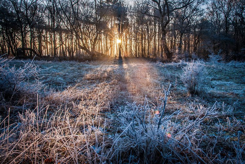 Winterse zonsopkomst in het bos van Roel Beurskens