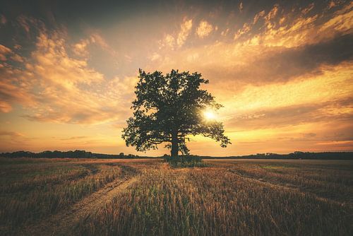 Eenzame boom in de zonsondergang