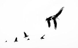 Schwarz-Weiß-Foto von Möwen im Gegenlicht von Chi