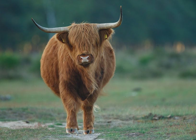 Schotse Hooglander van Menno Schaefer