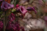 "Purple dream"