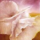 white poppy by Annette Schmucker thumbnail