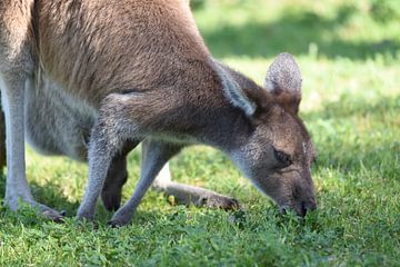 Western grey kangaroo (Macropus fuliginosus) by Rini Kools