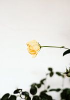 A yellow rose on a white background