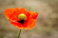 Saat-Mohn