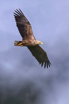 An adult white-tailed eagle keeps a close watch on its surroundings whilst flying.