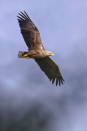 An adult white-tailed eagle keeps a close watch on its surroundings whilst flying.