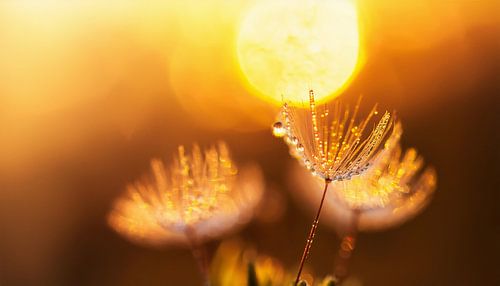 Planten met zonsondergang