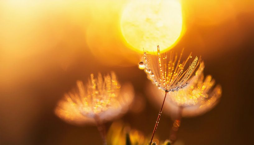 Plants with sunset by Mustafa Kurnaz