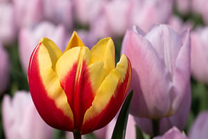 eine gelbe rote Tulpe zwischen rosa Tulpen