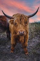 Galloway meets Sunset lovers