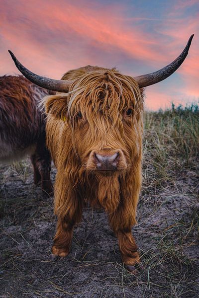 Galloway rencontre les amoureux du soleil couchant par Fabian Elsing