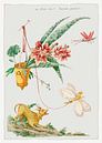 Motif floral avec chien et insectes, Giacomo Cavenezia par Des maîtres magistraux Aperçu