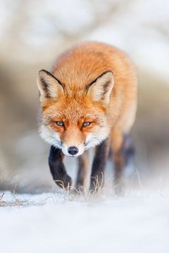 fox by Pim Leijen