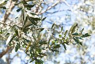 Olijf, olijven, olivetree, olijftakken van Liesbeth Govers voor Santmedia.nl thumbnail