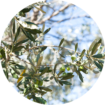 Olijf, olijven, olivetree, olijftakken van Liesbeth Govers voor Santmedia.nl