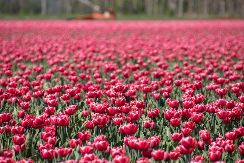 tulpen van Alexander Michalewski