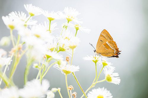 Sleedoornpage op bloem