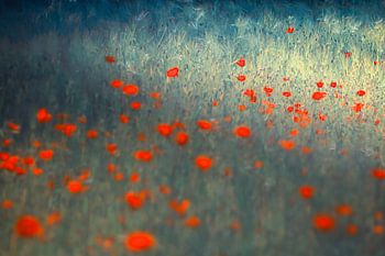 Verträumtes Feld mit Mohnblumen