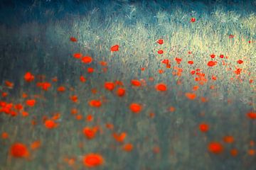 Dreamy field with poppies by Anne-Marie Boere