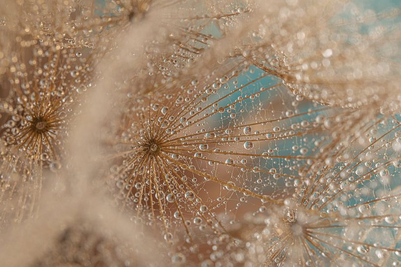 Water droplets on a &quot;golden&quot; fluff ball by Marjolijn van den Berg