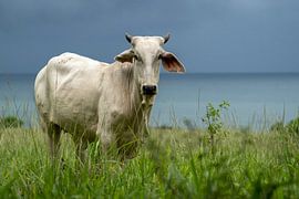 Nieuwsgierige Brahman aan de kust van Costa Rica van Wisse Sluijters
