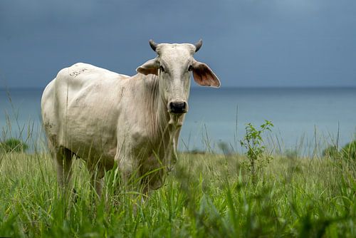 Un brahman curieux sur la côte du Costa Rica