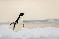 Adelie pinguin - antarctica van Family Everywhere thumbnail
