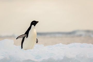 Adelie penguin - antarctica