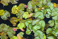 Waterlelies van Evert Jan Luchies thumbnail