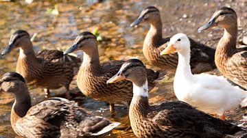 Famille de canards sur Liv Jongman