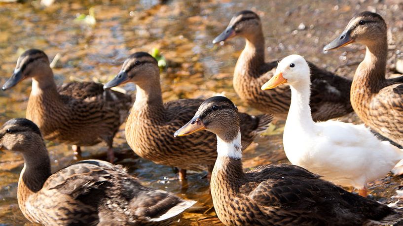 Duck family by Liv ter Riet